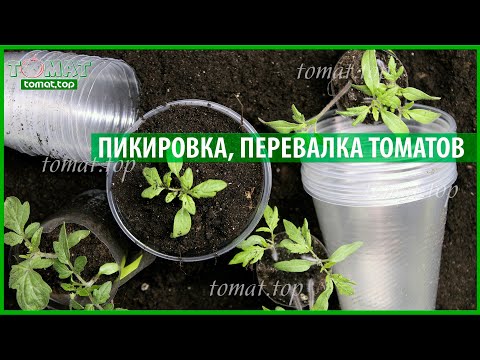 Видео: Пикировка, перевалка, пересадка рассады томатов. Важные моменты. Выращивание рассады томатов