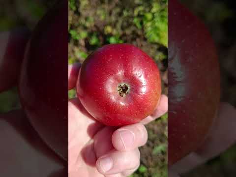 Видео: 🍎ЯБЛОНЯ БЕЛОРУССКОЕ СЛАДКОЕ 🍎 #яблоня #сад #fruit