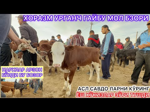 Видео: ХОРАЗМ УРГАНЧ ГАЙБУ МОЛ БЗОРИ ЁШ ХЎКИЗЛАР ЗЎРИ ТУШДИ НАРХЛАР АРЗОН БУЛДИ КЎРИНГ 28-сентября