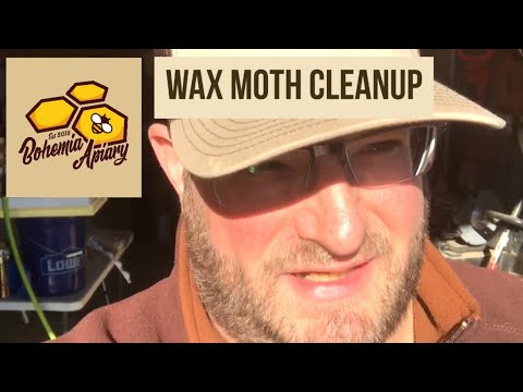Видео: Очистка ульев восковой моли