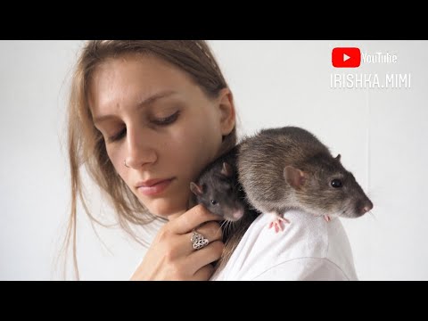 Видео: Как выбрать прикольное имя для крысы? 🐀