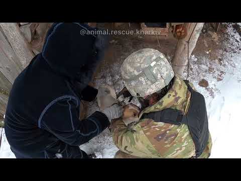 Видео: Вовчанськ. Евакуація тварин із прикордонного з рф міста, яке день за днем знищують росіяни