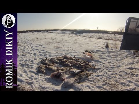 Видео: Охота на зайца. Акжар. (14-16 января 2017г.)