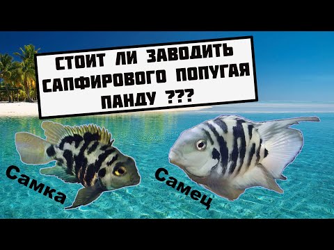 Видео: Сапфировый попугай панда. BluePandaParrot, BlueParrot