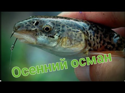 Видео: Осень. Османа в речке , ооооочень много!