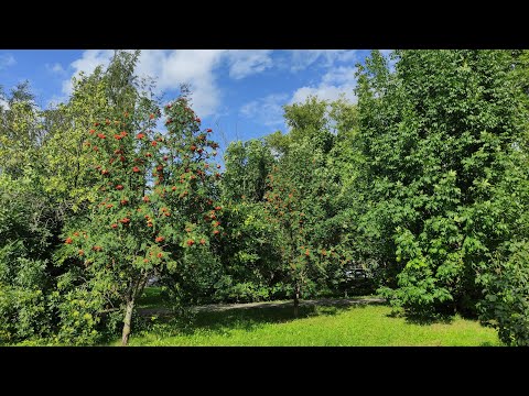 Видео: Терлецкий лесопарк и пруды. Москва.
