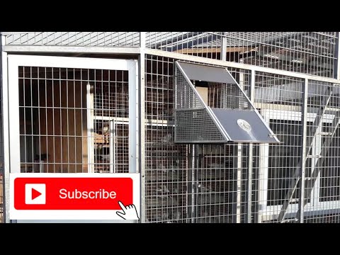 Видео: Достраиваю вольер для голубей.Часть 3/Taubenvoliere Teil 3 #Alex_Albrandt