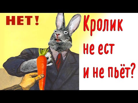 Видео: Кролик без еды и воды