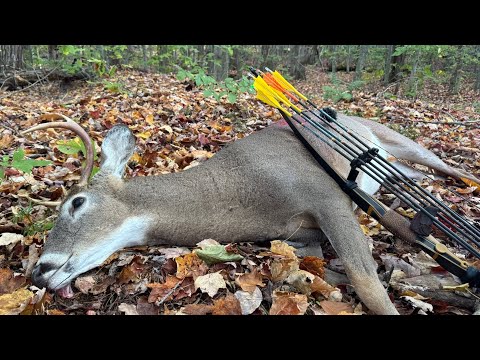 Видео: Вермонт Бак с длинным луком!!