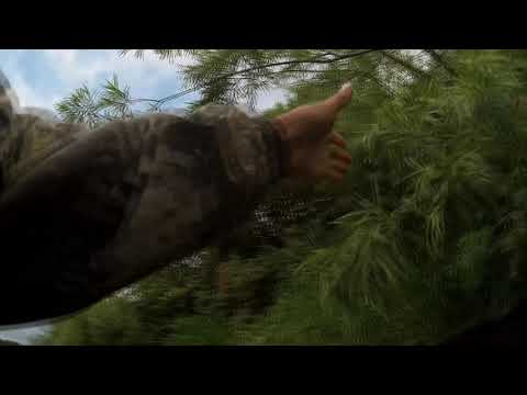 Видео: Голавль на поппер