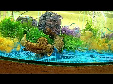 Видео: Таракатум на строительную сетку