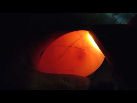 Видео: Овоскопирование гусиных яиц/Как выглядит зародыш на 10 сутки инкубации/Сколько яиц не оплод