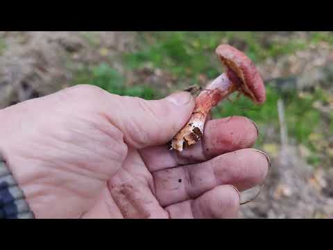 Видео: Не известный вид грибов , старый стул и собака. 