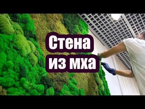 Видео: КАК СДЕЛАТЬ ЗЕЛЕНУЮ СТЕНУ ИЗ МХА