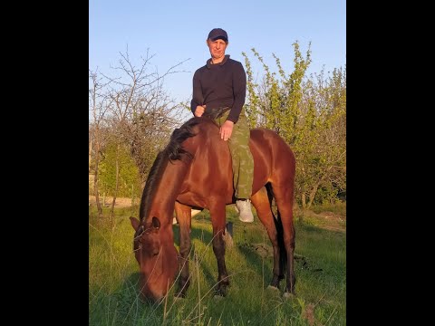 Видео: Лошадь. Управление без трензеля. Часть2.Horse. Management without a trenzel. Part2.