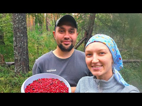 Видео: ЖИЗНЬ НА ЗАИМКЕ! СОБРАЛИ ЯГОДУ И ЗАГОТОВИЛИ СЕНО ДЛЯ БЫКОВ | МОЧЕНАЯ БРУСНИКА И ВАРЕНЬЕ С ГРУШЕЙ