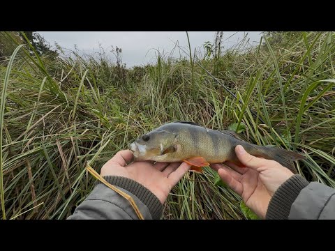 Видео: Що можна зловити на Дикому Озері👀🎣