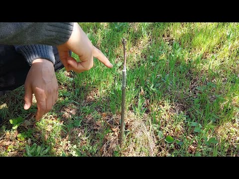 Видео: Присаждане слива чрез разцеп