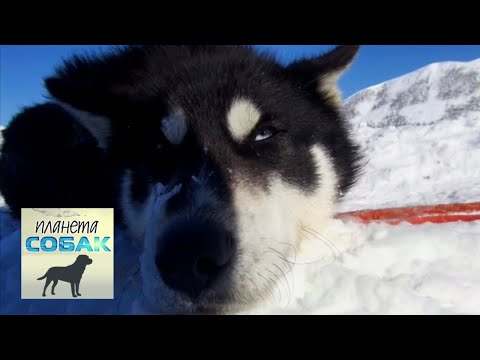 Видео: Гонка на собачьих упряжках "Берингия". Часть 4. Планета собак 🌏 Моя Планета