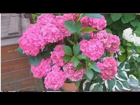 Видео: Зимовка гортензии.Как сохранить гортензию крупнолистную зимой, для пышного цветения летом
