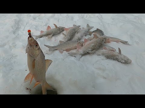 Видео: РЫБАЛКА 2024 ОТКРЫТА, ЯЗЬ И СОРОГА (ПЛОТВА) ПОРАДОВАЛИ НАС ОТЛИЧНЫМ КЛЁВОМ И ПРЕКРАСНЫМ РАЗМЕРОМ!