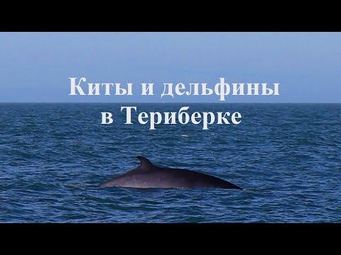 Видео: Дельфины и КИТЫ в ТЕРИБЕРКЕ | Рыбалка в Баренцевом море, Мурманская область | Морская Часть 2