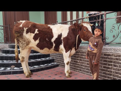 Видео: 19 ноября 2025 г.