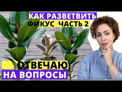 Видео: ФИКУС Кирбовка и Воздушные Корни