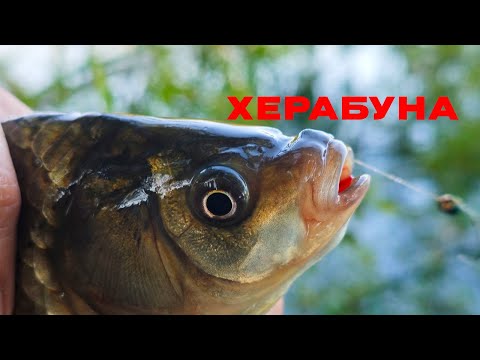 Видео: Ленивый КАРАСЬ НЕ смог устоять! Ставим РЫБУ на ТОЧКУ!
