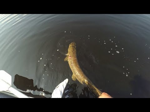 Видео: Ловля трофейной щуки на джерки и крупную резину.