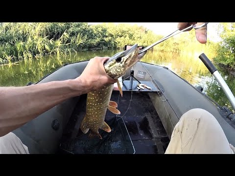 Видео: Ловля щуки з човна | Серпень 2025 | Річка Інгулець 