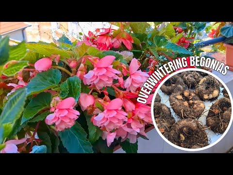 Видео: Как подготовить бегонии к зиме 🌸 Выкапывание и хранение клубней бегонии