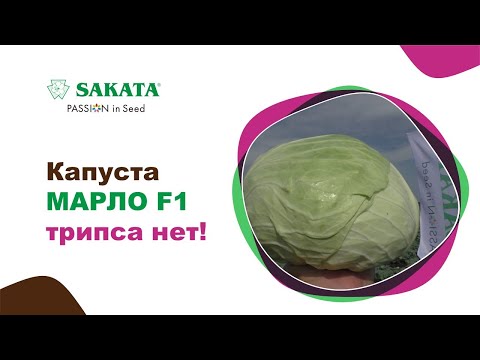 Видео: Капуста МАРЛО F1. Трипса нет! #лучшиесемена #семенакапусты #капустамарло