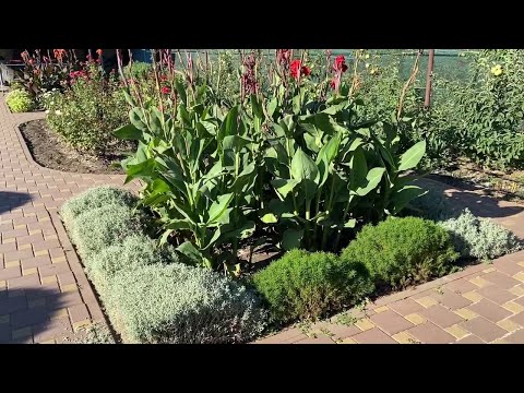 Видео: Сантолина: ещё один отличный бордюр для клумбы || Santolina: another great border for the flower bed