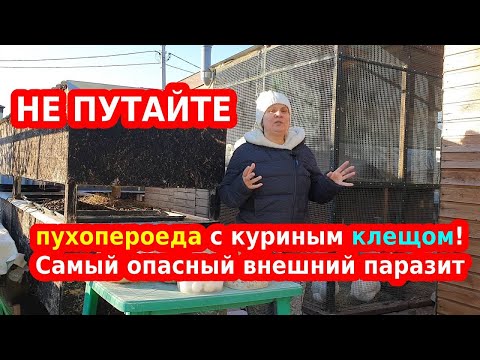 Видео: Куриный клещ или пухопероед (вши у кур): как отличить и  что опаснее?