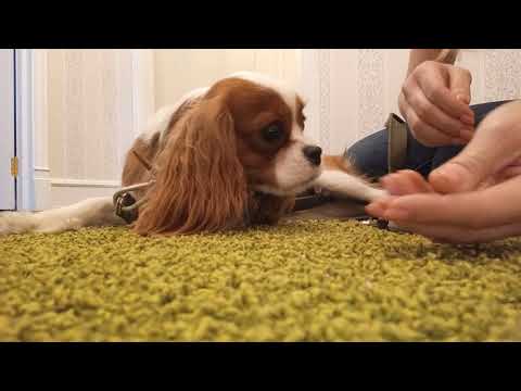 Видео: Стрижка когтей у собаки. Кавалер кинг чарльз спаниель. 9мес.