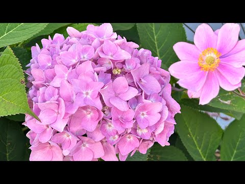 Видео: В гости к немецким «коровам/бычкам» 