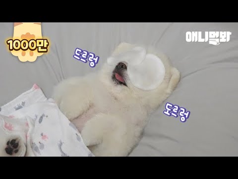 Видео: Догго заснул во время массажа, потому что она чувствовала себя так хорошо