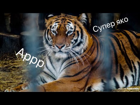 Видео: ЗООПАРК ВАРНА - VLOG