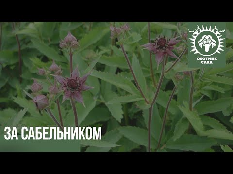 Видео: За сабельником