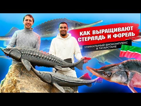 Видео: Как выращивают стерлядь и форель в Татарстане? Уникальный биокомплекс Как устроен экологичный бизнес