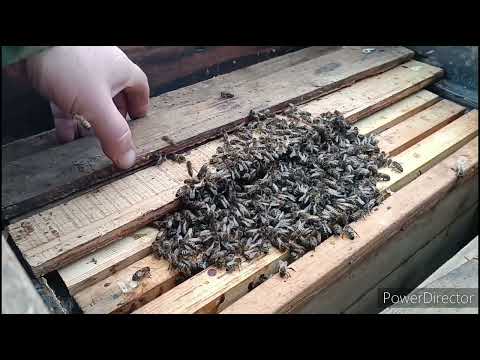 Видео: Пасека на 30.01.24 Зимовка на улице