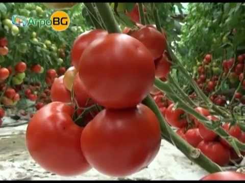Видео: Панекра -- новият хибрид домати на Синджента