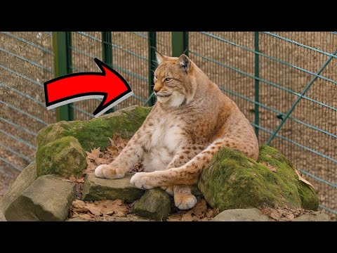 Видео: Этот кот каждый день сидит на камнях. Когда все поняли причину — были шокированы!
