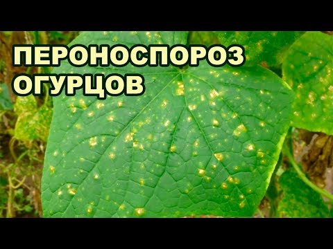 Видео: ПЕРОНОСПОРОЗ ОГУРЦОВ В ТЕПЛИЦЕ (10-09-2018)