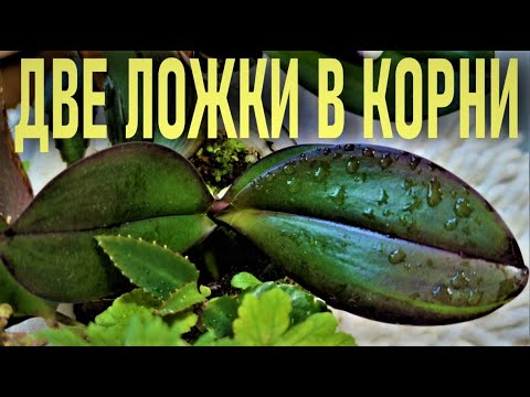 Видео: ДВЕ ЛОЖКИ ЧУДО НАСТОЯ В КОРНИ ОРХИДЕИ И ПЕНЬ ЗАКОЛОСИТСЯ!! ТОЛСТЯНКА - ЖИВОЕ ДЕРЕВО ДЛЯ  ОРХИДЕЙ!🌞🌞🌞