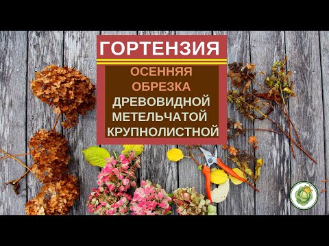 Видео: Как обрезать гортензию осенью - древовидную, метельчатую, крупнолистную