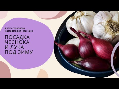 Видео: 622. Чеснок и лук под зиму. Как сэкономить золу?