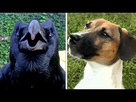 Видео: Невозможно поверить, если бы это не СНЯЛИ НА КАМЕРУ - ГОВОРЯЩИЕ ЖИВОТНЫЕ