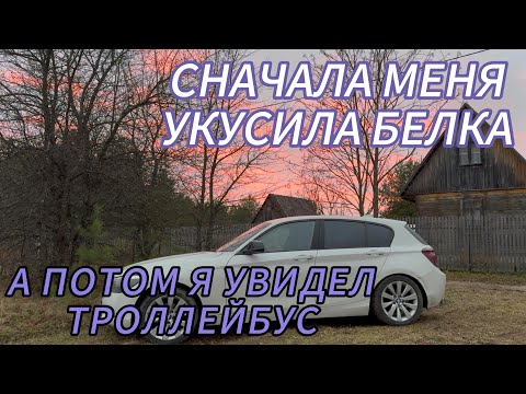 Видео: БЛАГОУСТРОЙСТВО ТЕРРИТОРИИ ДАЧИ ПОСЛЕ ЗЕМЕЛЬНЫХ РАБОТ. УКУСИЛА БЕЛКА
